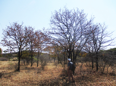 Colophospermum mopane image