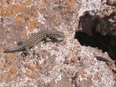 Podarcis siculus