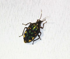 Tetrarthria variegata