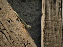 Sceloporus grammicus