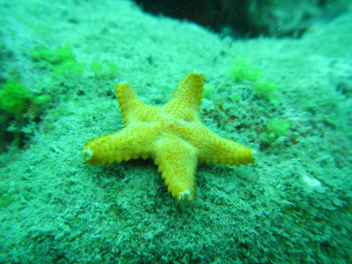 Poraniella echinulata