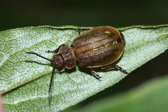 Galeruca extensa