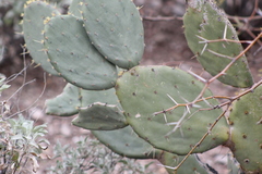 Opuntia laevis