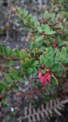 Vaccinium floribundum