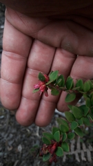 Vaccinium floribundum