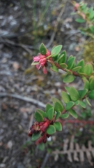 Vaccinium floribundum