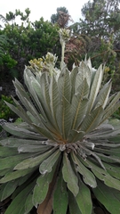 Espeletia corymbosa