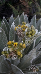 Espeletia corymbosa