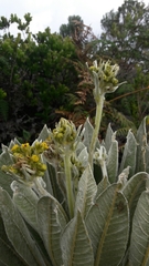 Espeletia corymbosa