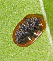 Cassida fuscorufa