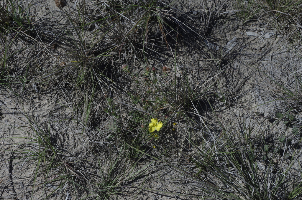 guineaflowers from Maryborough QLD 4650, Australia on August 13, 2023