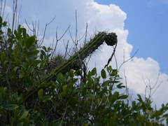 Climbing Cactus (Harrisia taetra)