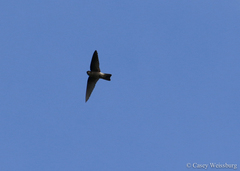 Aerodramus spodiopygius spodiopygius