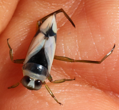 Grousewinged Backswimmer photo 4