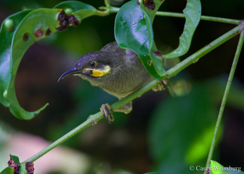 Polynesian Wattled Honeyeater