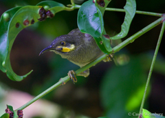 Foulehaio carunculatus