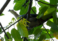 Ducula pacifica