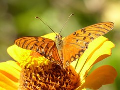 Dione vanillae maculosa