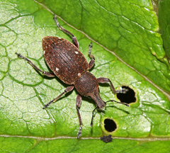 Trichalophus rubripes