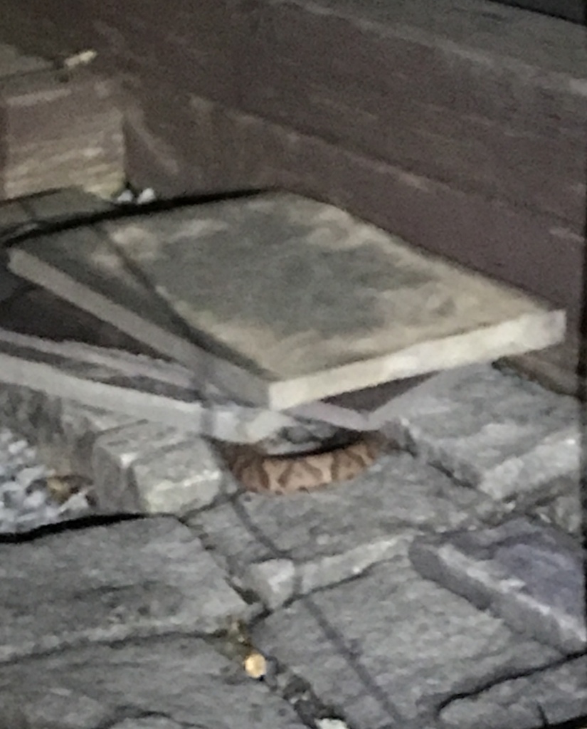 Eastern Copperhead from DutchtownZion Rd, Skillman, NJ, US on August