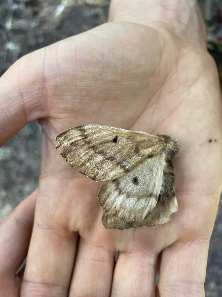 Pandora Pinemoth