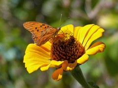 Dione vanillae maculosa