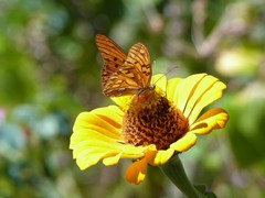 Dione vanillae maculosa