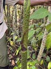 Montrichardia arborescens image