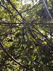 Vanilla planifolia image