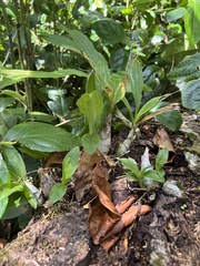 Catasetum maculatum image