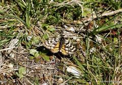 Eurranthis plummistaria