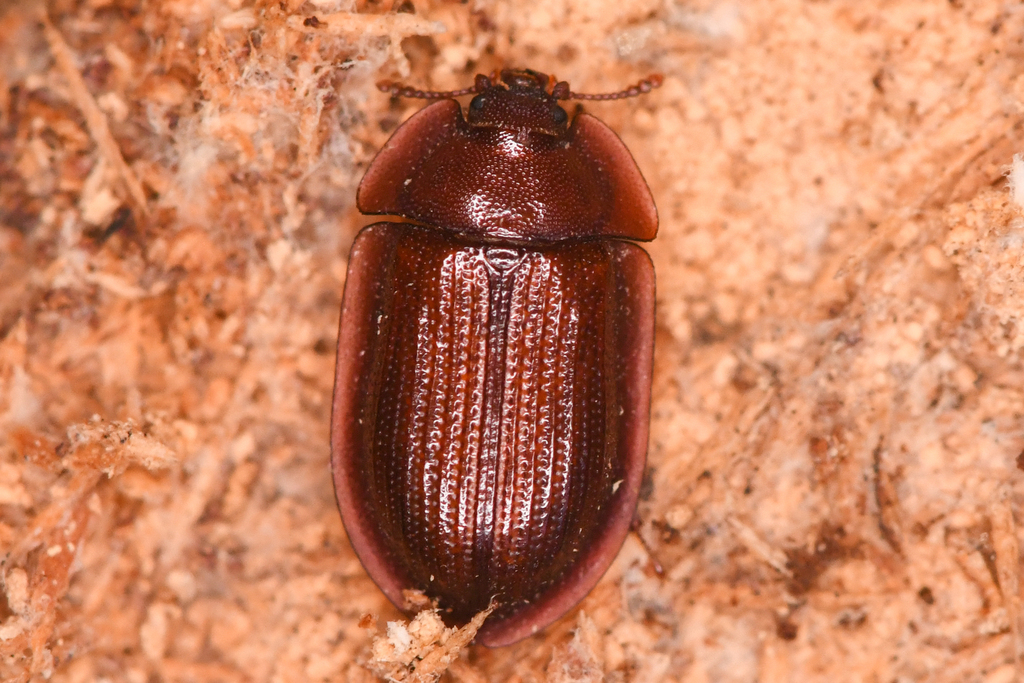 Ostoma septentrionalis