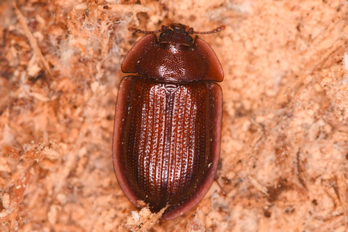 Ostoma septentrionalis