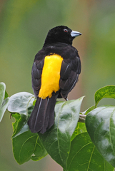 Flame-Rumped Tanager photo 6