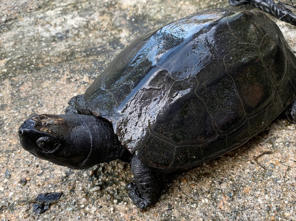 Chinese Pond Turtle in September 2020 by mna64sn · iNaturalist