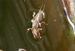 Gryllotalpa vineae