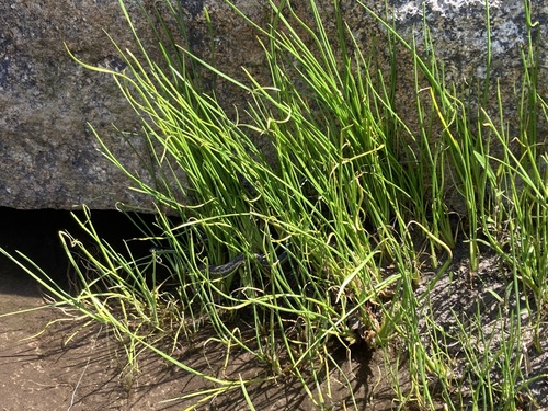 iNaturalist observation photo of Sierra Garter Snake