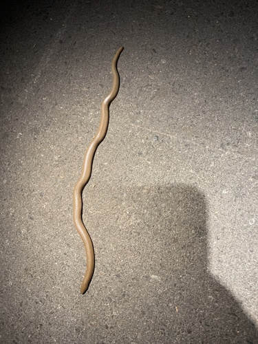 iNaturalist observation photo of Northern Rubber Boa