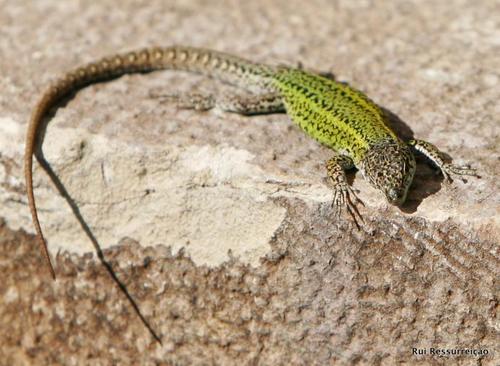 Carbonell’s Wall Lizard