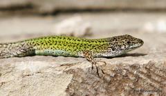 Podarcis carbonelli