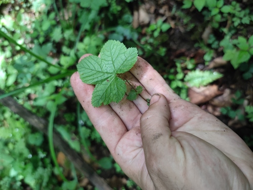Filipendula glaberrima iNat (2)