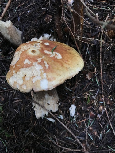 Boletus edulis
