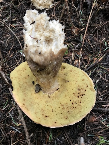 Boletus edulis (Photo 2 of 6)
