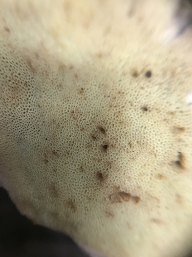 Boletus edulis (Photo 4 of 6)