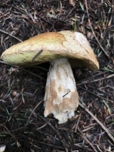 Boletus edulis (Photo 5 of 6)