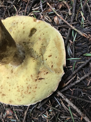 Boletus edulis (Photo 6 of 6)