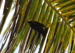 Myzomela nigriventris