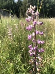 Lupinus oreganus