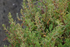 Suaeda novae-zelandiae