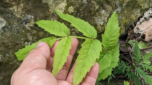 Image of Aralia decaisneana by (c) 潘立傑 LICHIEH_PAN, some rights reserved (CC BY)